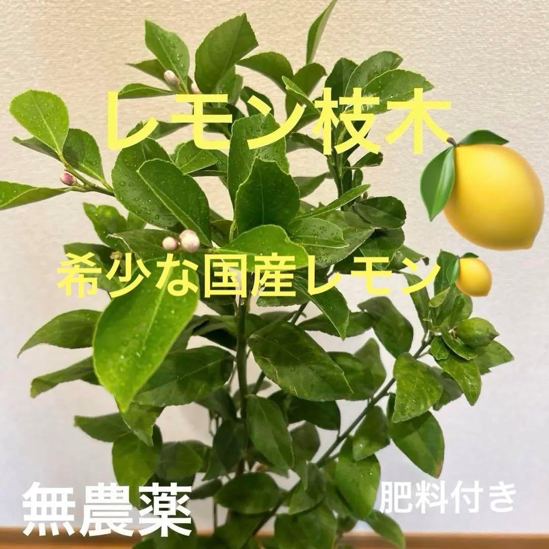 レモン大苗木 苗木 レモン 特大サイズ レモンの木 鉢植え ブラウン鉢 1